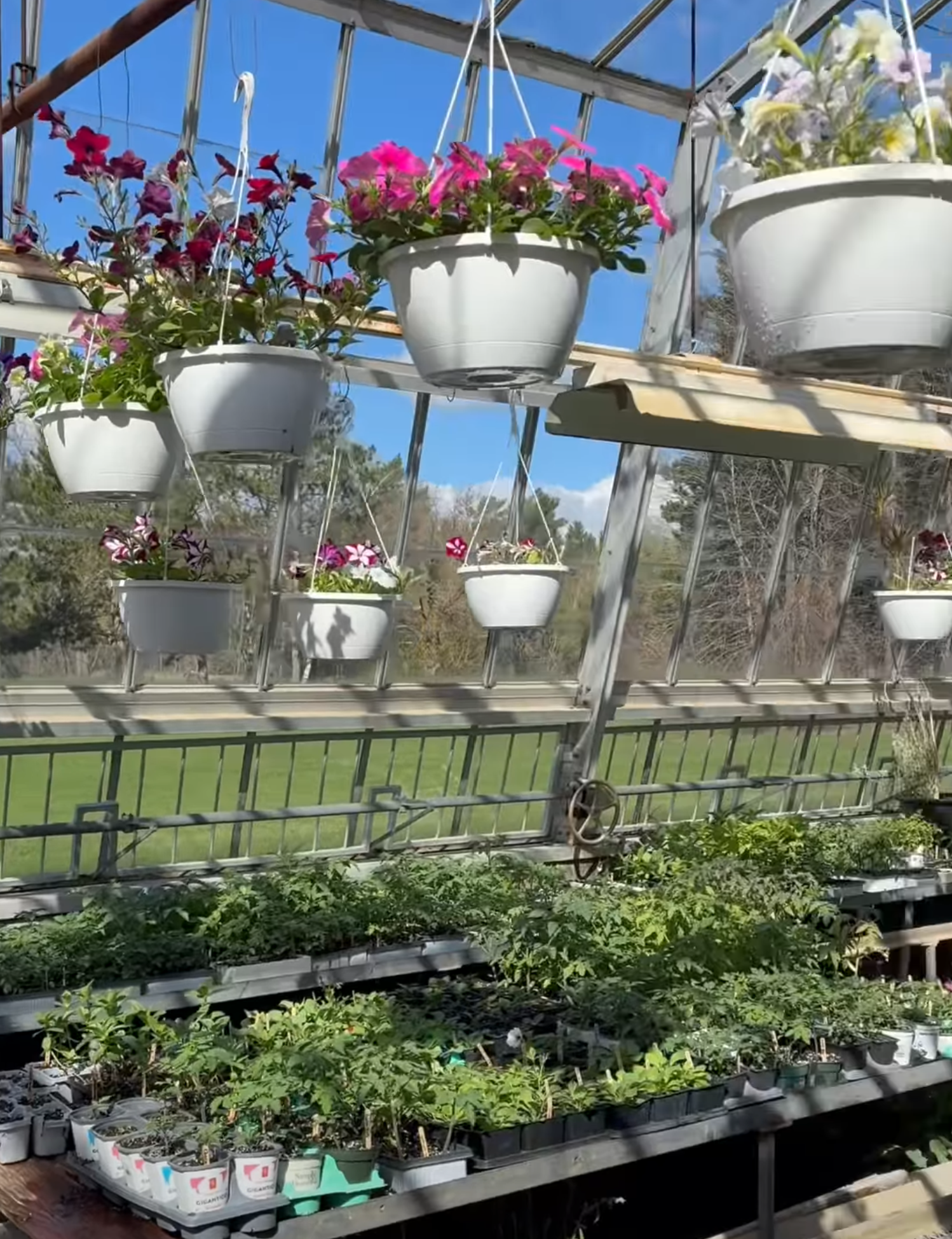 PHS Agricultural Class Plant Sale